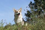 CORGI PEMBROKE 342